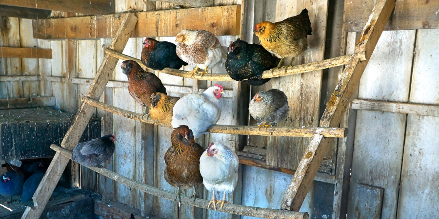 Top 10 Tips For A Healthy Flock | Manna Pro® Homestead Blog